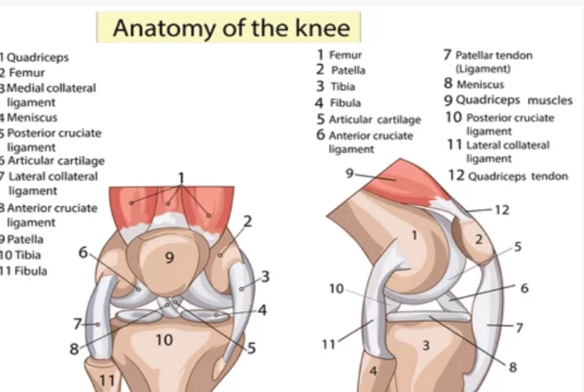 Post-ACL Surgery Rehabilitation