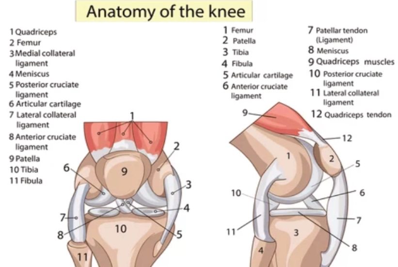 Physiotherapy for Knee Pain