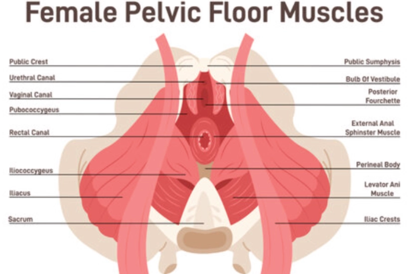 pelvic floor dysfunctions