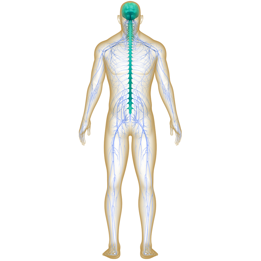 Can Paralysis Be Cured with Physiotherapy?